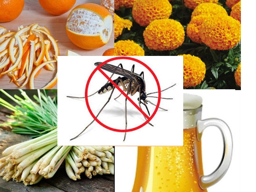 10 cách “diệt muỗi tự nhiên” bảo vệ sức khỏe cho cả gia đình